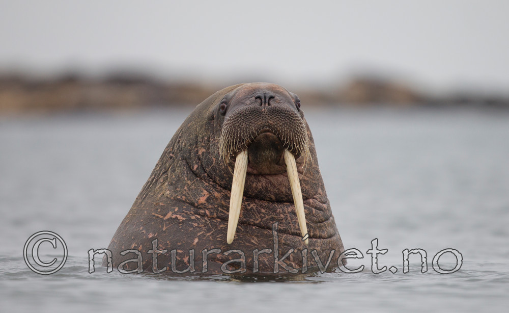 KA_130815_2982 / Odobenus rosmarus / Hvalross