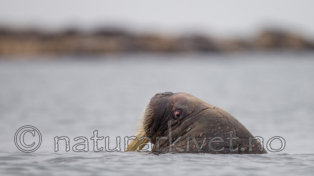 KA_130815_2984 / Odobenus rosmarus / Hvalross
