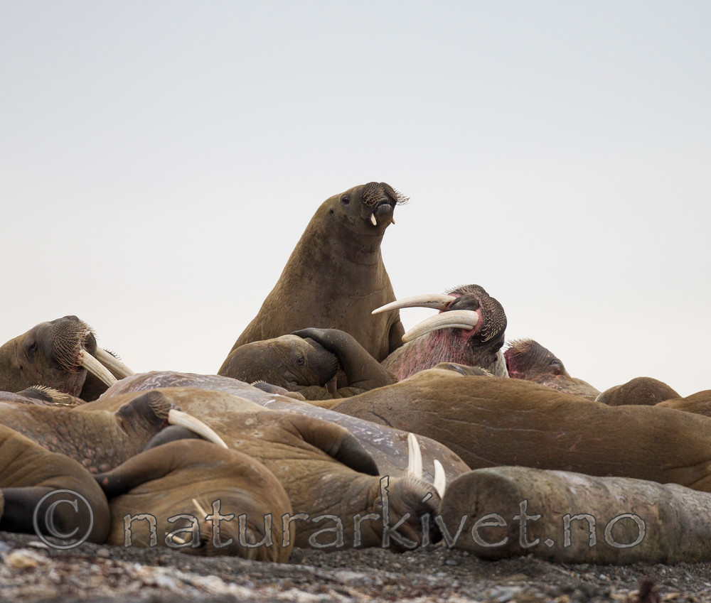 KA_130815_2995 / Odobenus rosmarus / Hvalross