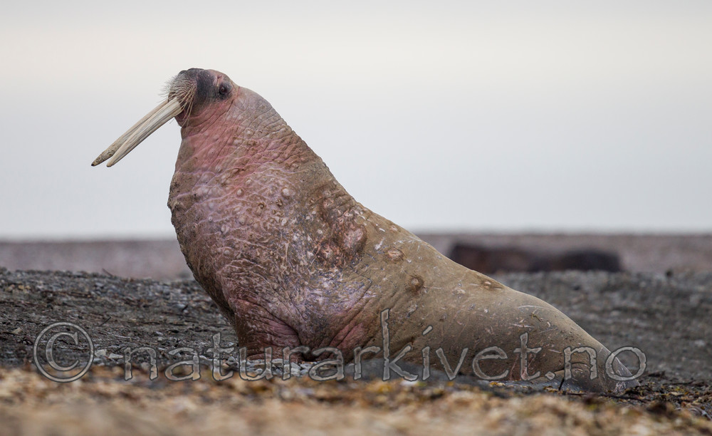 KA_130815_3008 / Odobenus rosmarus / Hvalross