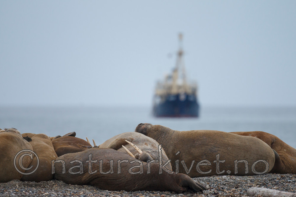 KA_130815_3023 / Odobenus rosmarus / Hvalross