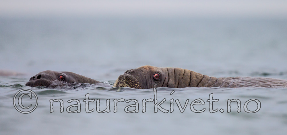 KA_130815_3034 / Odobenus rosmarus / Hvalross