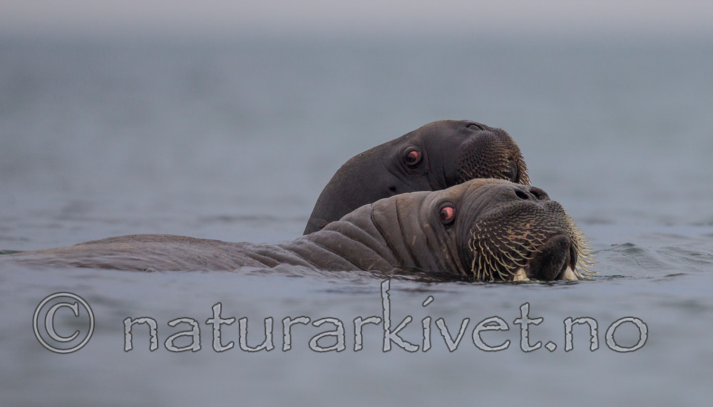 KA_130815_3037 / Odobenus rosmarus / Hvalross