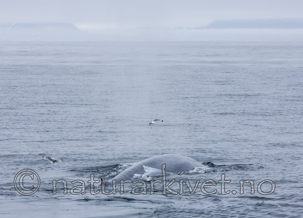 KA_130816_3087 / Balaenoptera musculus / Blåhval
