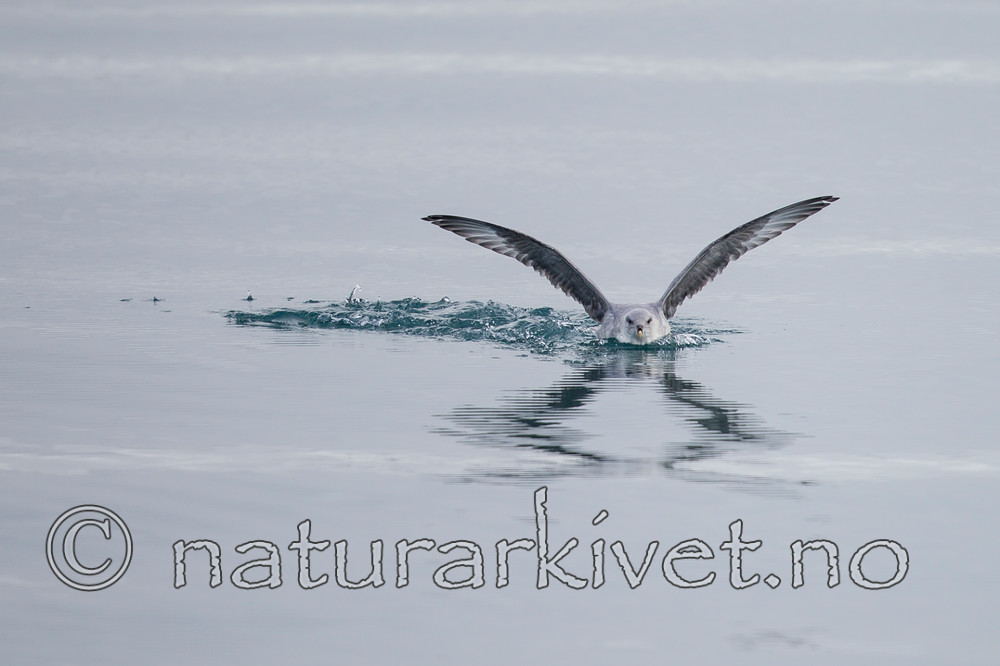 KA_130816_3162 / Fulmarus glacialis / Havhest