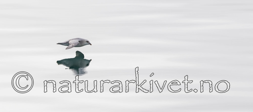 KA_130816_3166 / Fulmarus glacialis / Havhest