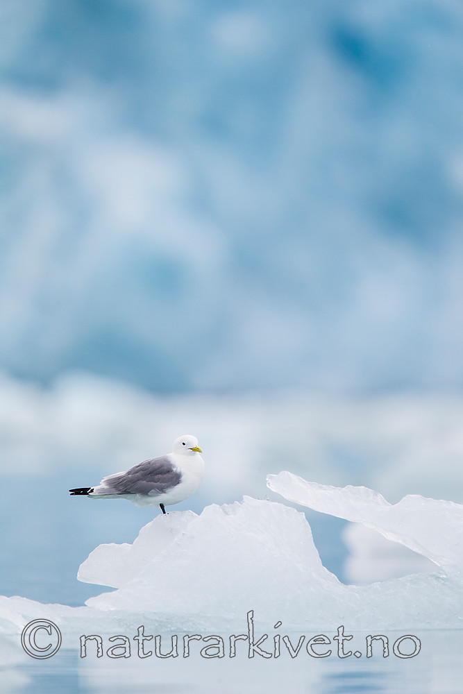 KA_130816_3291 / Rissa tridactyla / Krykkje