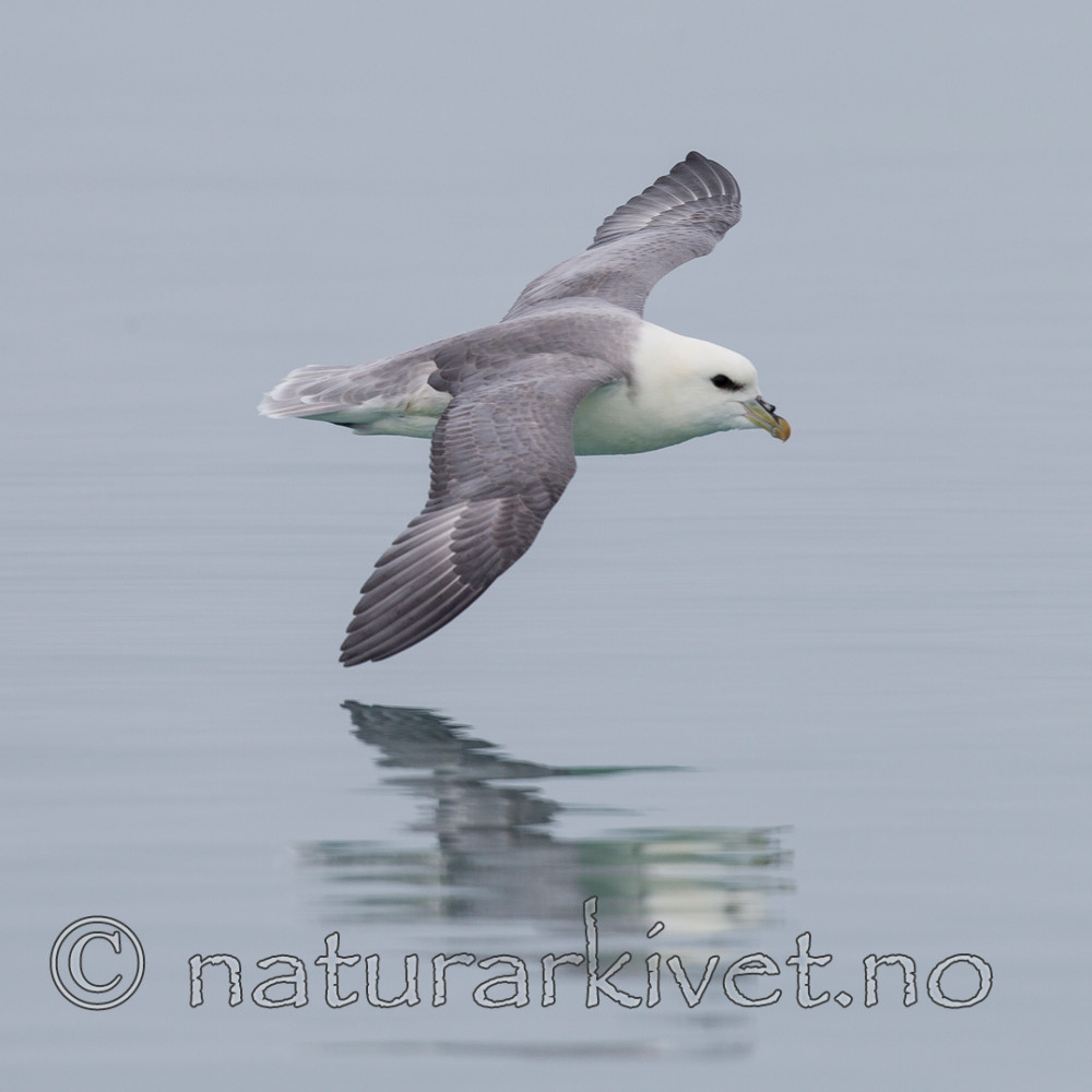 KA_130816_3411 / Fulmarus glacialis / Havhest