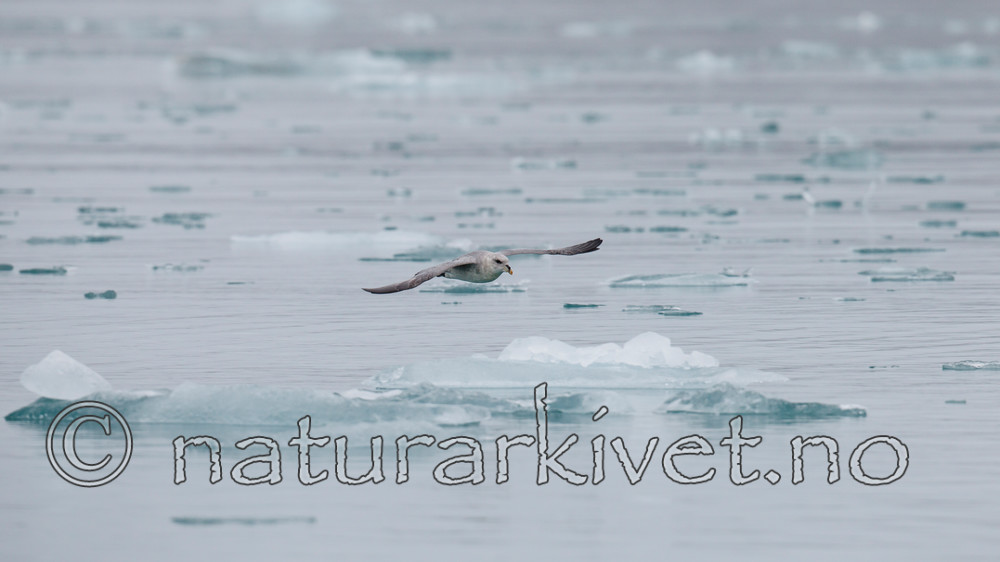 KA_130816_3415 / Fulmarus glacialis / Havhest