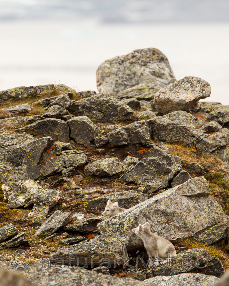 KA_130817_3523 / Vulpes lagopus / Fjellrev