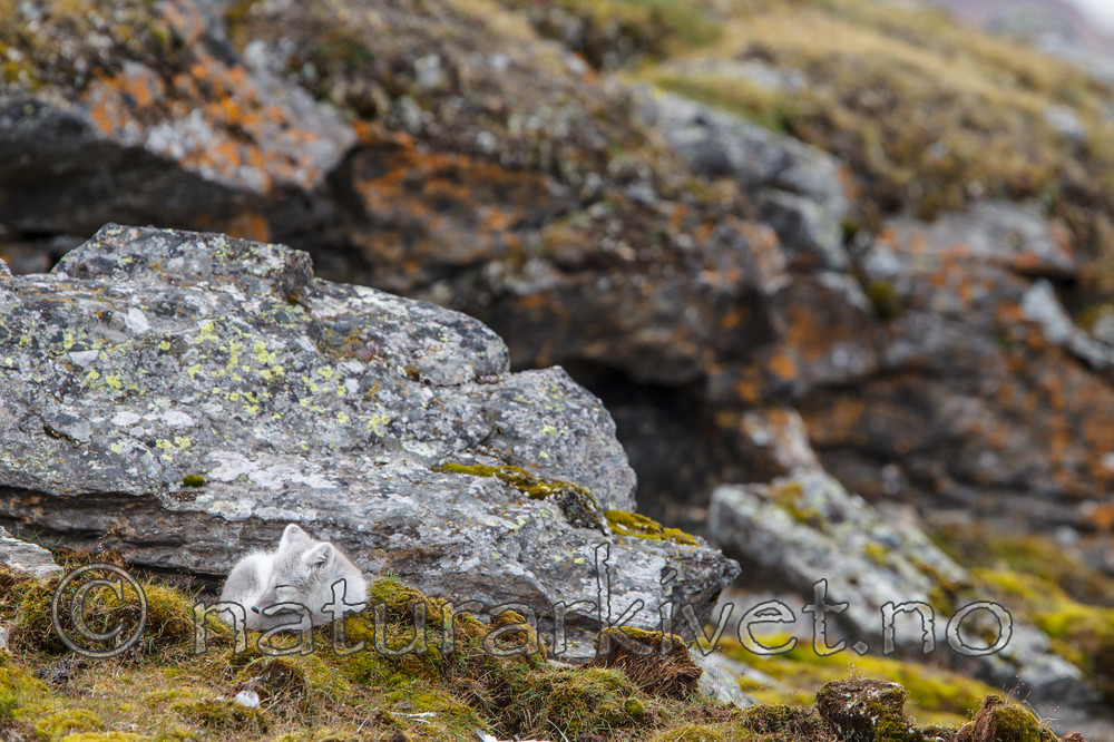 KA_130817_3572 / Vulpes lagopus / Fjellrev