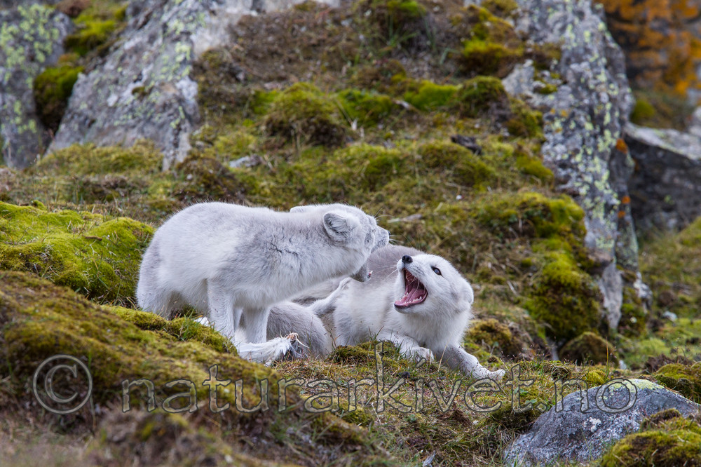 KA_130817_3601 / Vulpes lagopus / Fjellrev