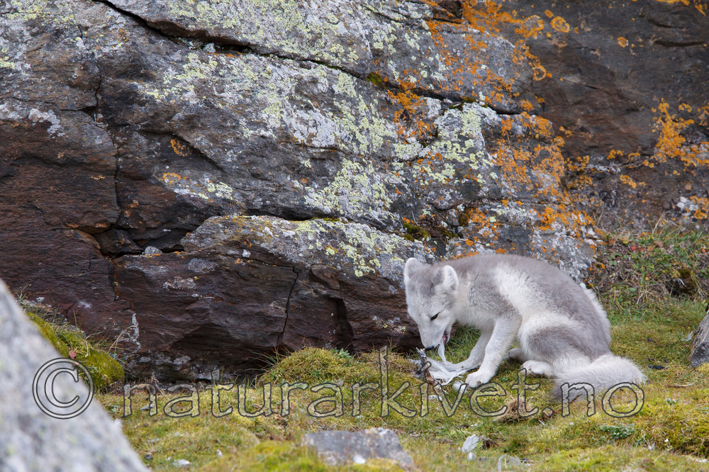 KA_130817_3614 / Vulpes lagopus / Fjellrev