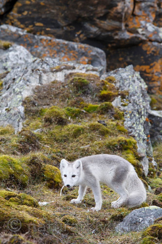 KA_130817_3620 / Vulpes lagopus / Fjellrev