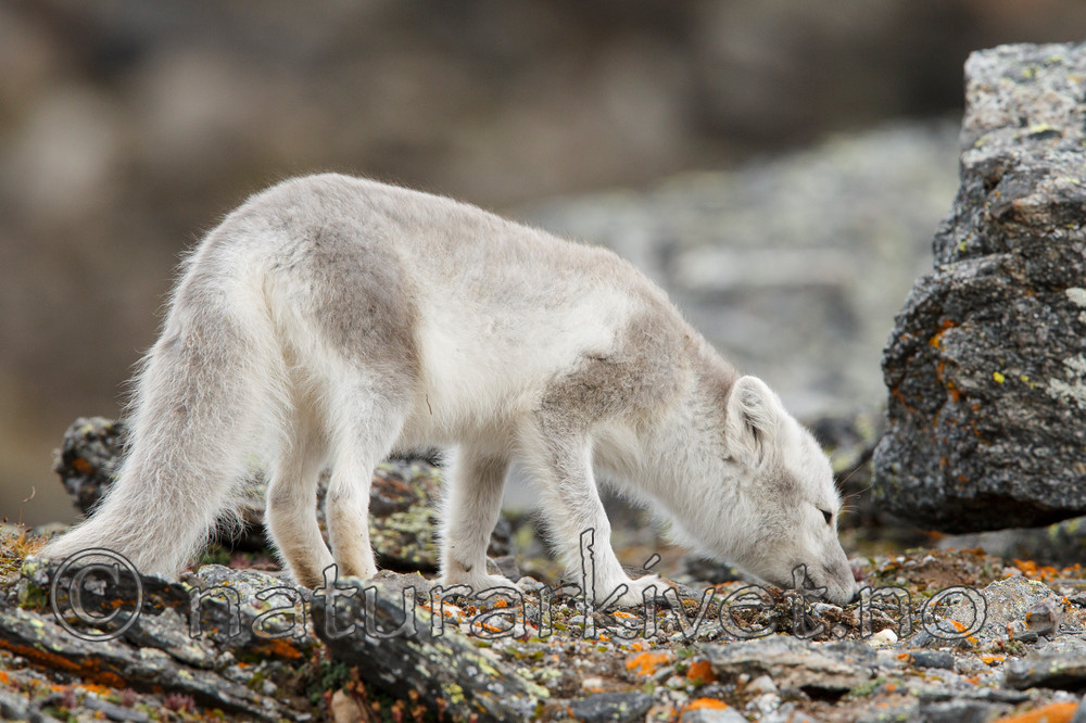KA_130817_3626 / Vulpes lagopus / Fjellrev