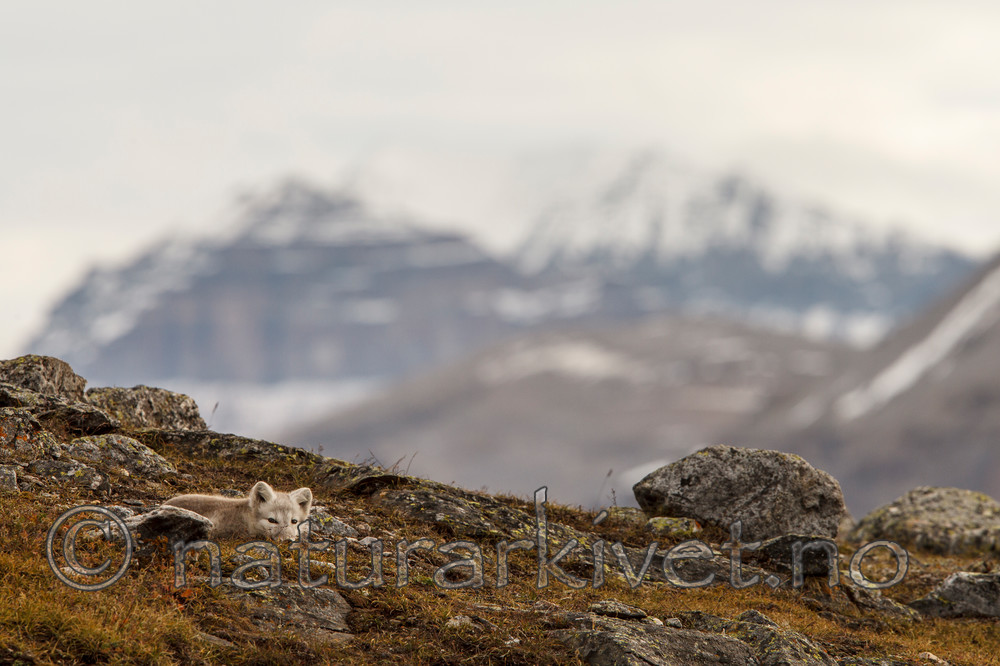 KA_130817_3644 / Vulpes lagopus / Fjellrev