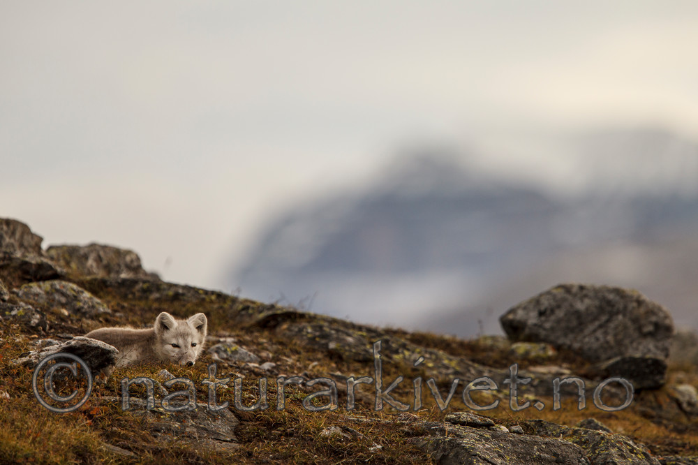 KA_130817_3646 / Vulpes lagopus / Fjellrev