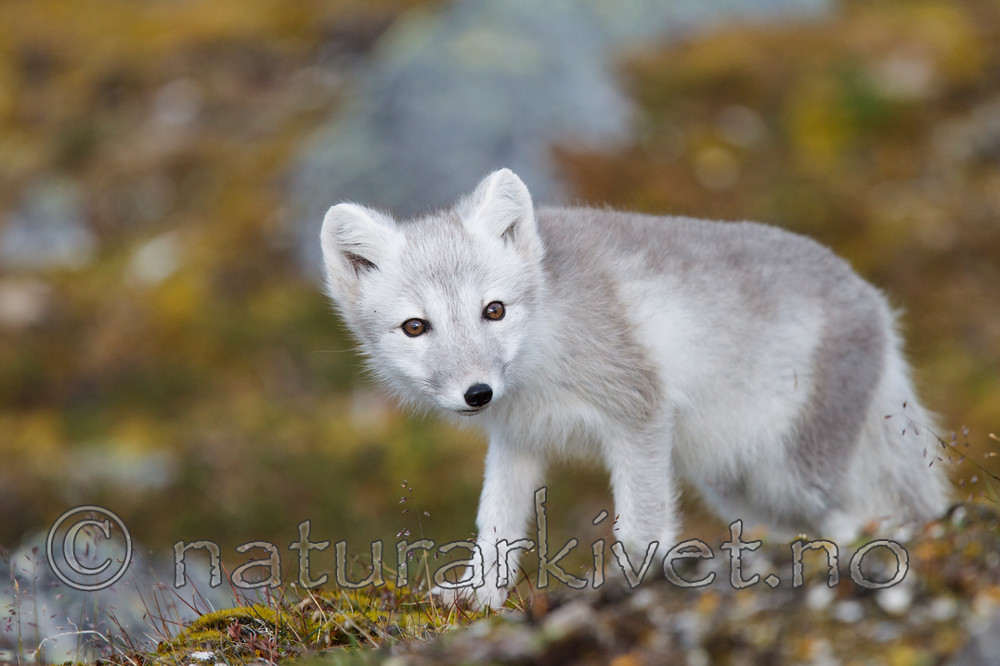KA_130817_3650 / Vulpes lagopus / Fjellrev
