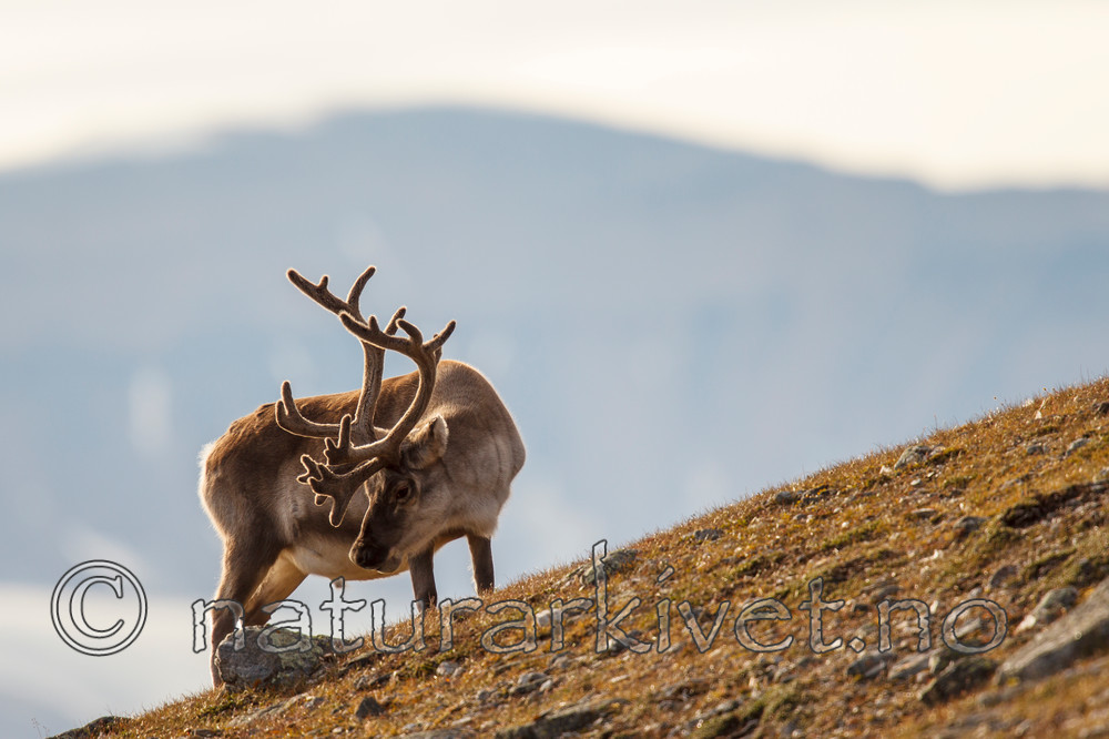 KA_130817_3702 / Rangifer tarandus platyrhynchus / Svalbardrein