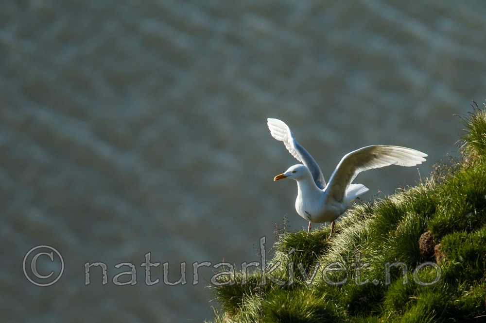 KA_130817_3741 / Larus hyperboreus / Polarmåke
