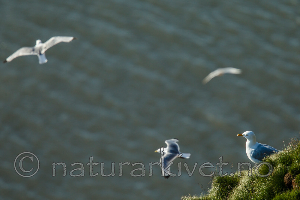 KA_130817_3744 / Larus hyperboreus / Polarmåke <br /> Rissa tridactyla / Krykkje