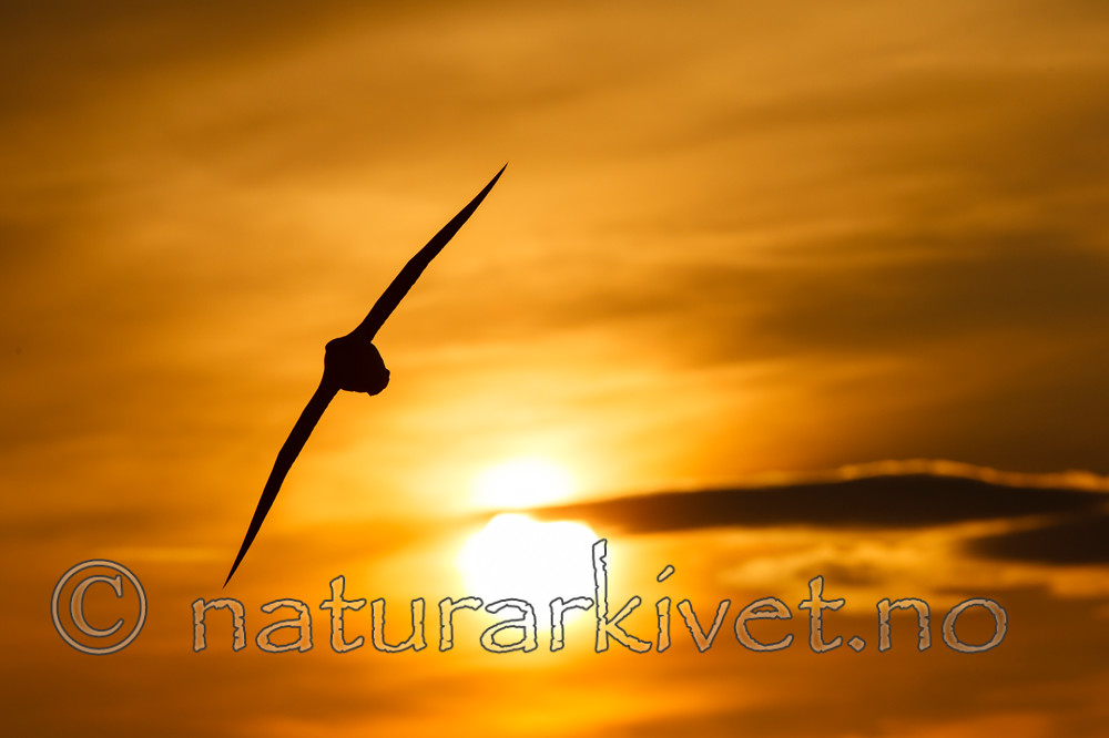 KA_130818_3828 / Fulmarus glacialis / Havhest