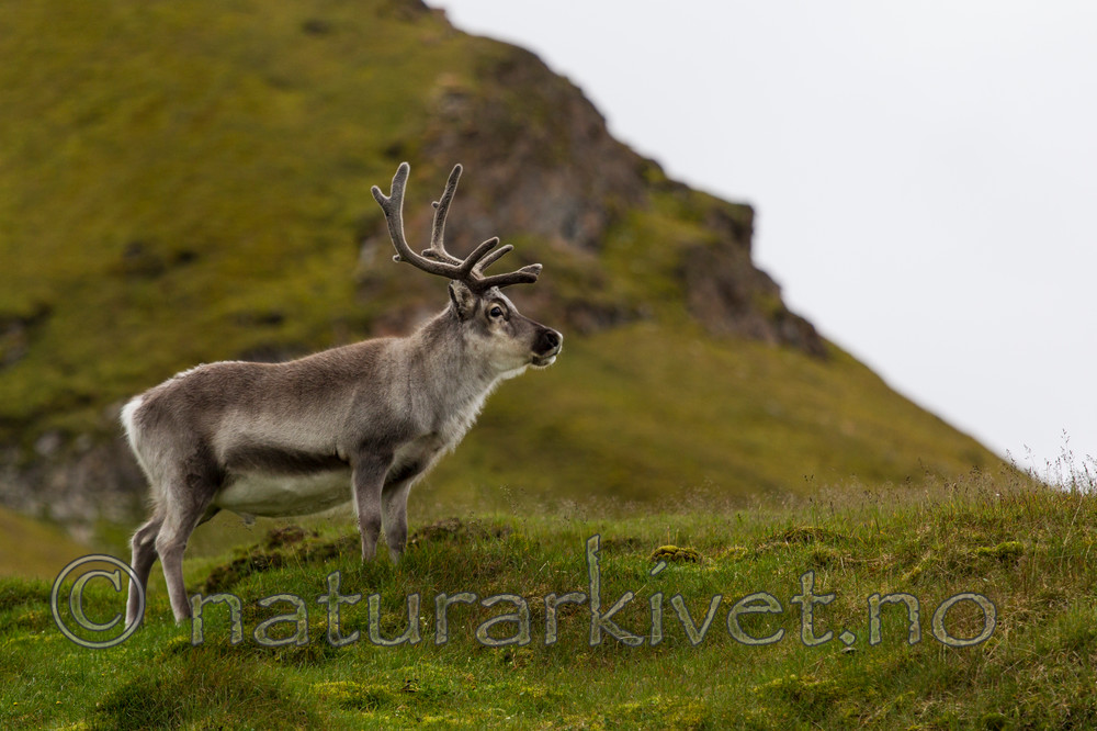KA_130818_3939 / Rangifer tarandus / Rein