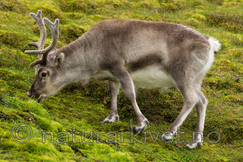 KA_130818_3940 / Rangifer tarandus / Rein