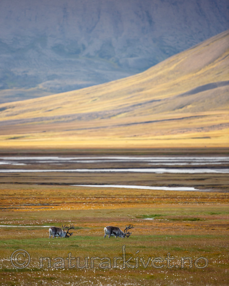 KA_130818_3977 / Rangifer tarandus / Rein