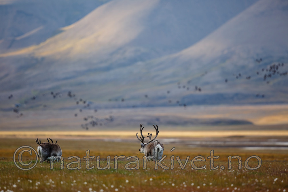 KA_130818_3988 / Rangifer tarandus / Rein
