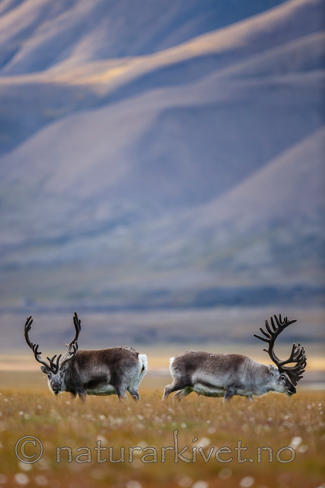 KA_130818_4001 / Rangifer tarandus / Rein