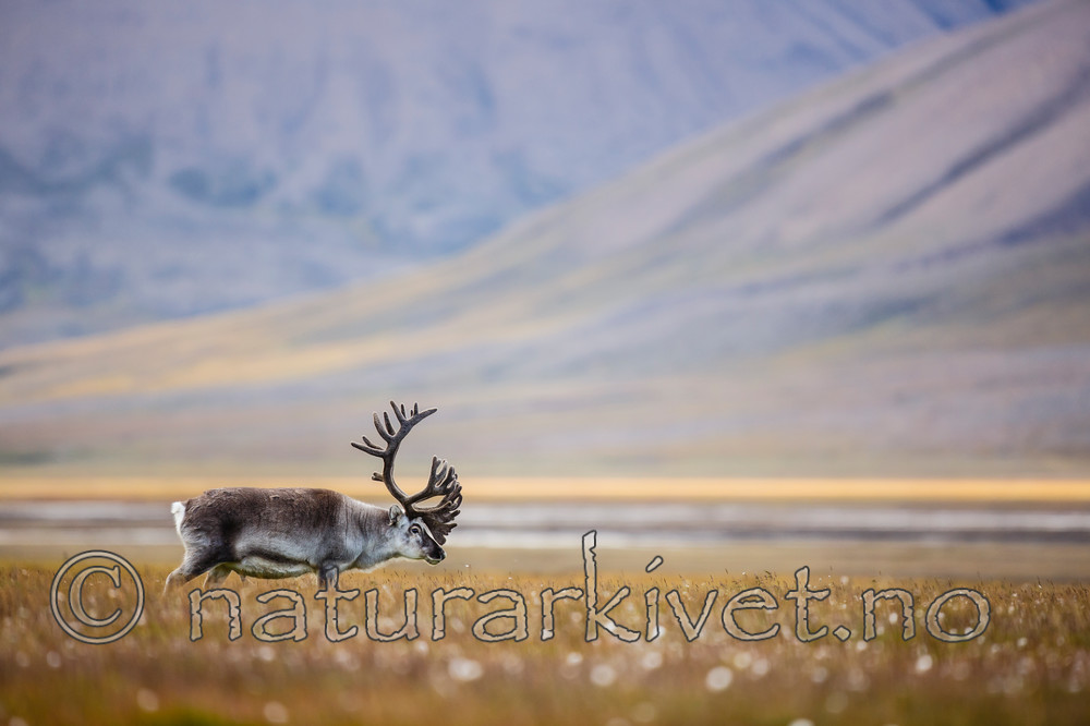 KA_130818_4002 / Rangifer tarandus / Rein