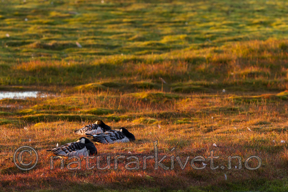 KA_130818_4014 / Branta leucopsis / Hvitkinngås