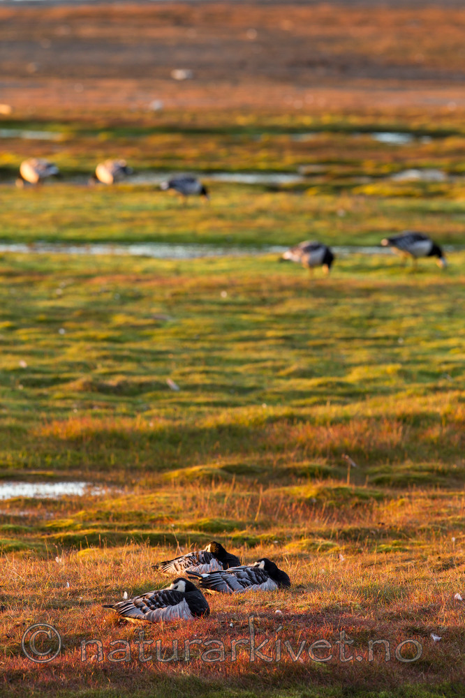 KA_130818_4015 / Branta leucopsis / Hvitkinngås