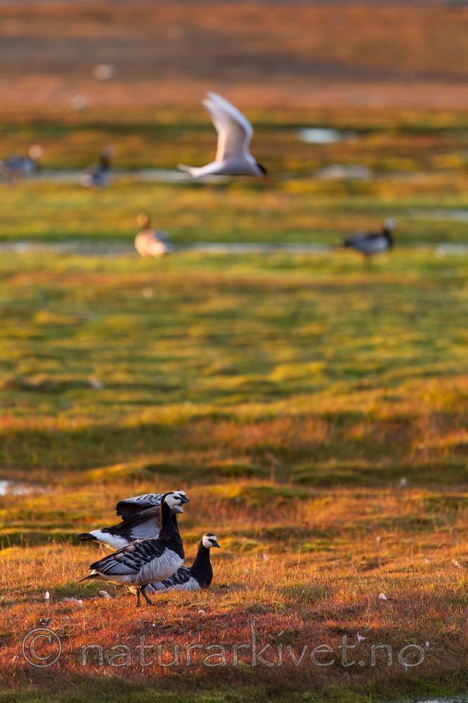 KA_130818_4016 / Branta leucopsis / Hvitkinngås