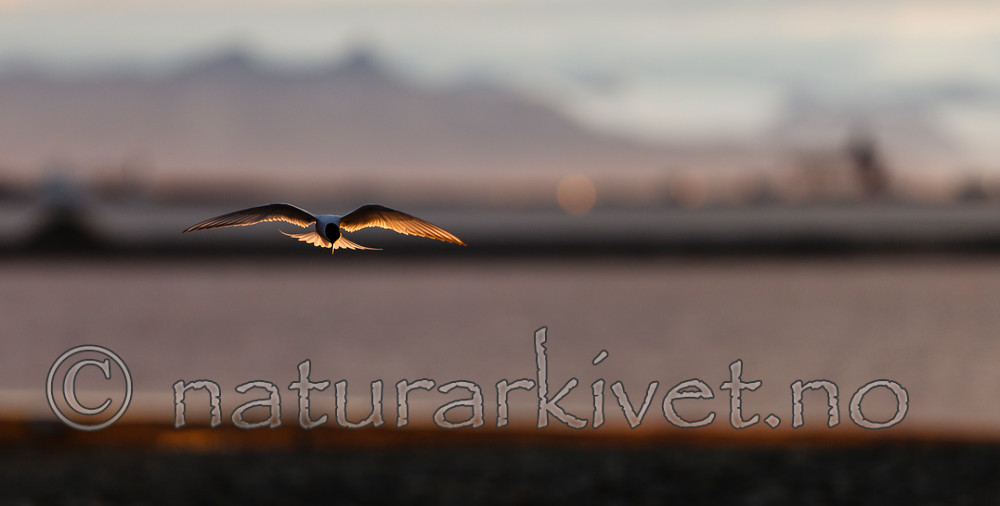 KA_130818_4023 / Sterna paradisaea / Rødnebbterne