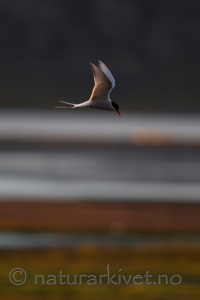 KA_130818_4031 / Sterna paradisaea / Rødnebbterne