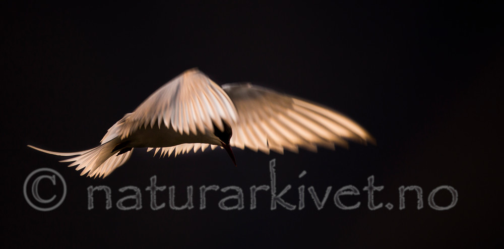 KA_130819_4053 / Sterna paradisaea / Rødnebbterne