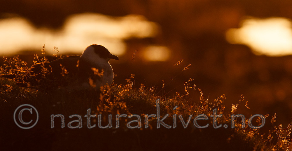 KA_130819_4071 / Stercorarius parasiticus / Tyvjo