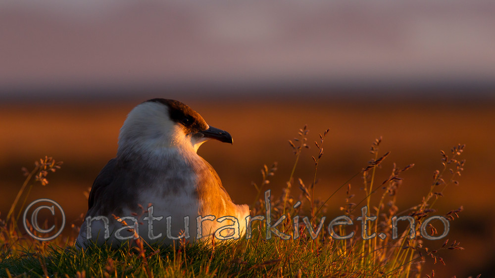 KA_130819_4089 / Stercorarius parasiticus / Tyvjo