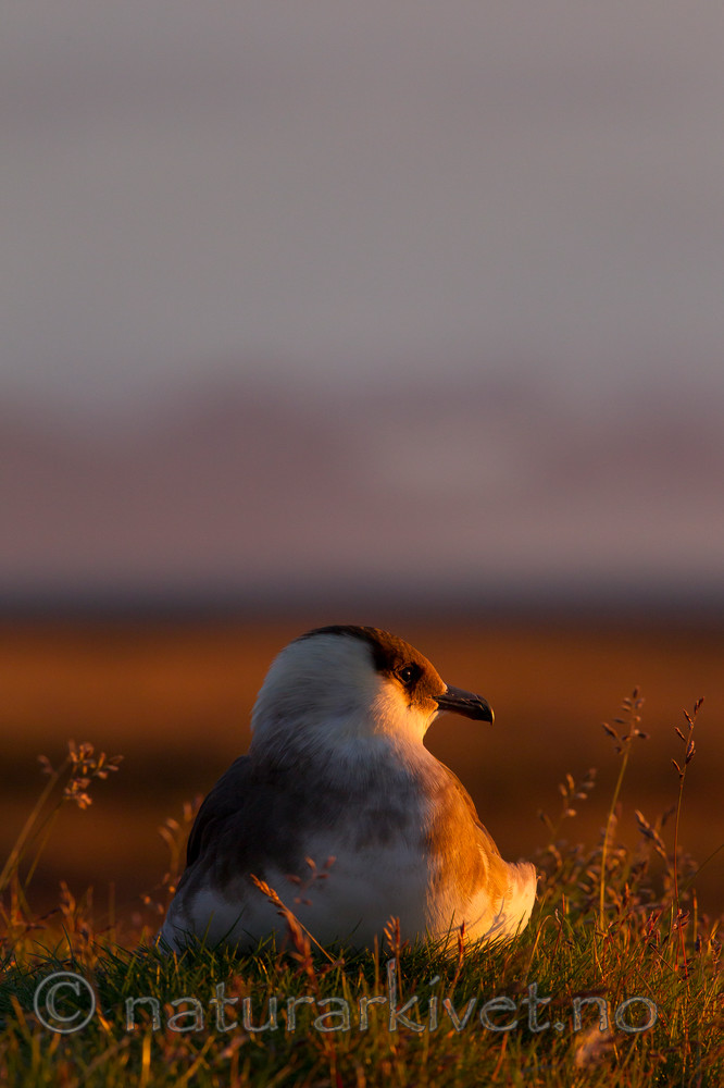 KA_130819_4091 / Stercorarius parasiticus / Tyvjo