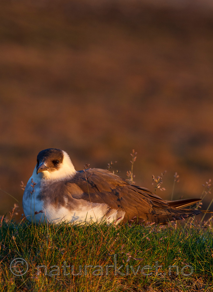 KA_130819_4094 / Stercorarius parasiticus / Tyvjo