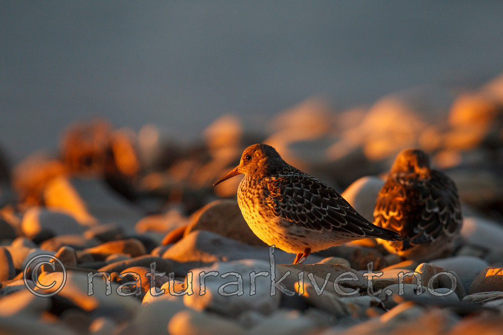KA_130819_4100 / Calidris maritima / Fjæreplytt