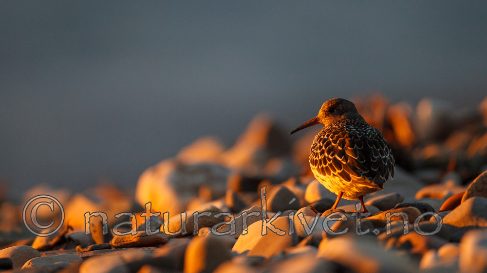 KA_130819_4104 / Calidris maritima / Fjæreplytt