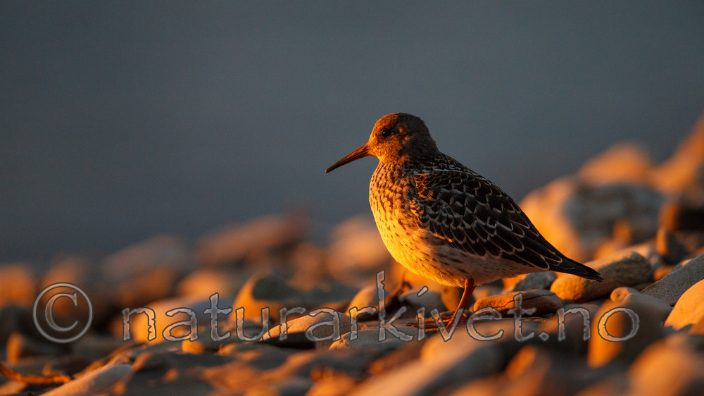KA_130819_4105 / Calidris maritima / Fjæreplytt