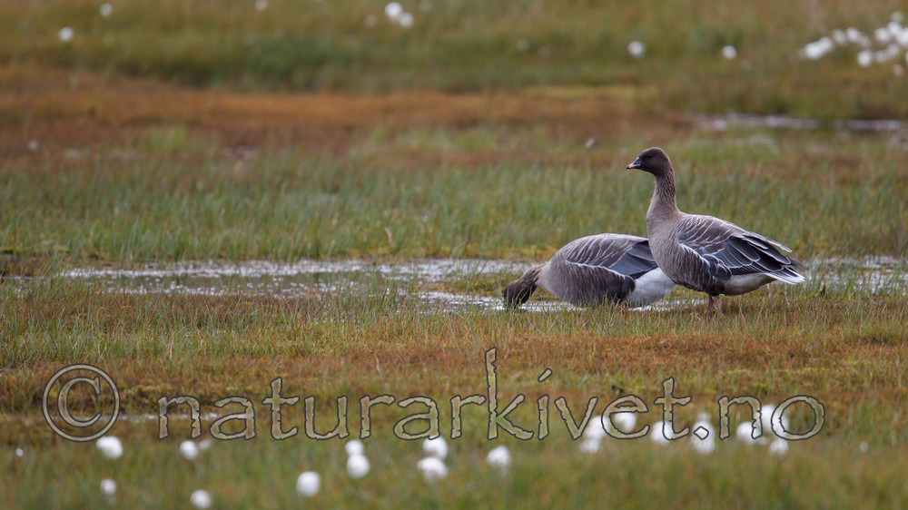 KA_130819_4187 / Anser brachyrhynchus / Kortnebbgås