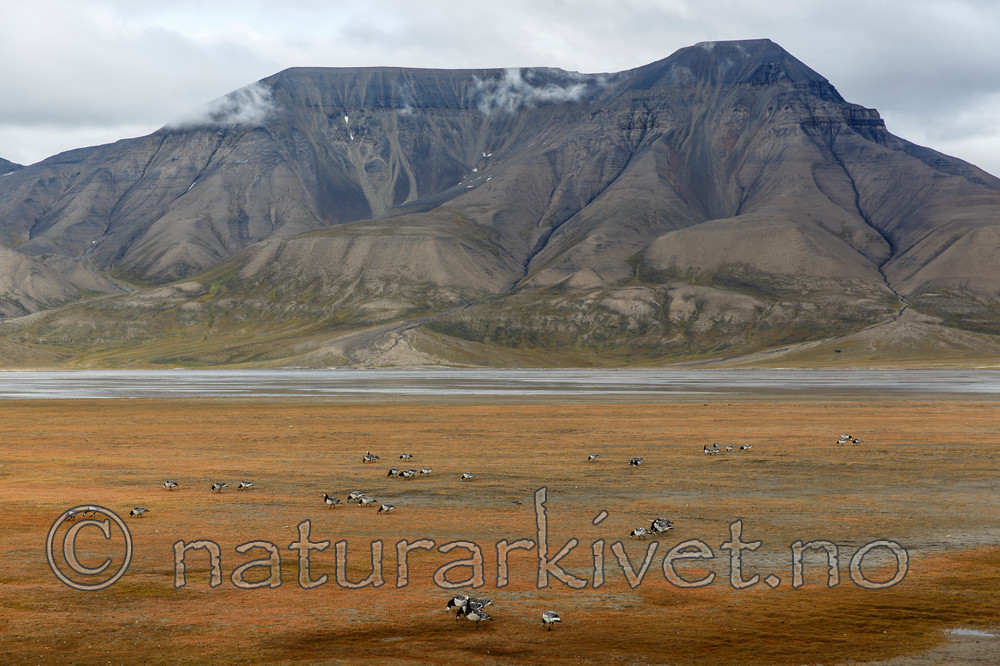 KA_130819_4189 / Branta leucopsis / Hvitkinngås