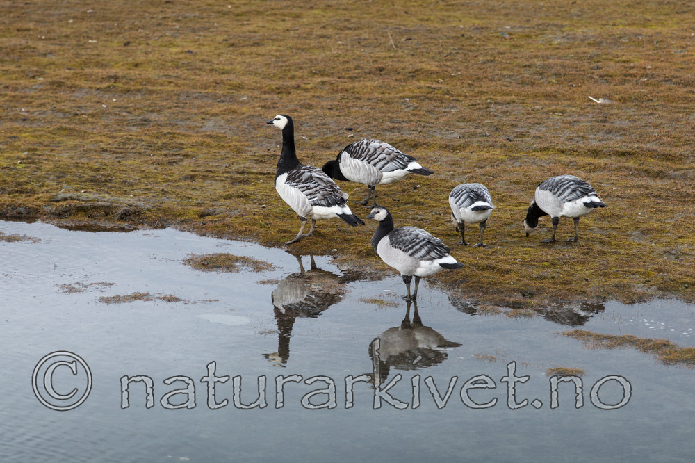 KA_130819_4194 / Branta leucopsis / Hvitkinngås