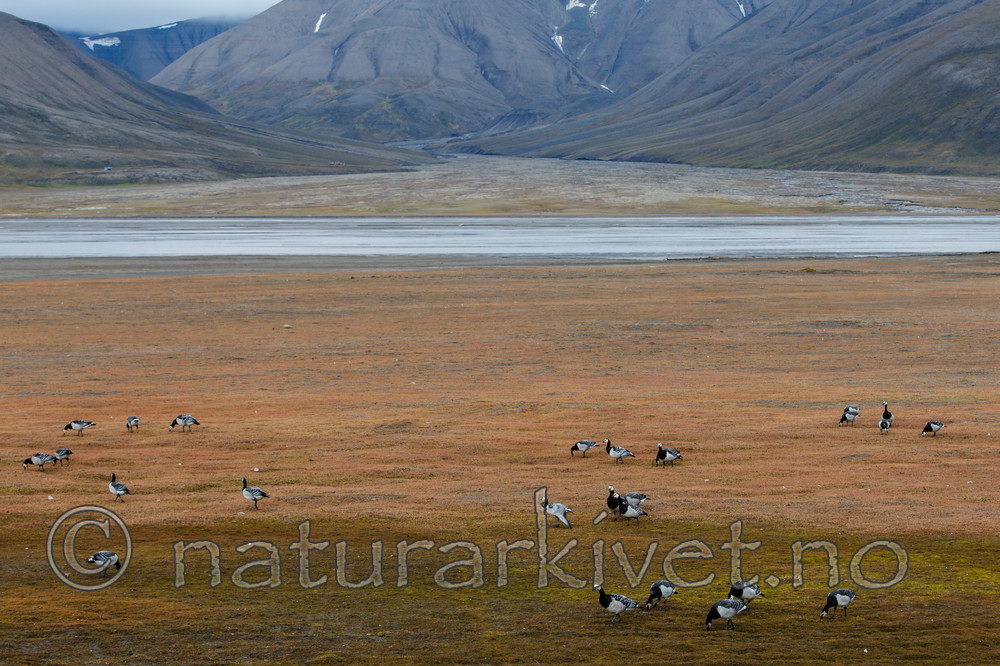 KA_130819_4196 / Branta leucopsis / Hvitkinngås