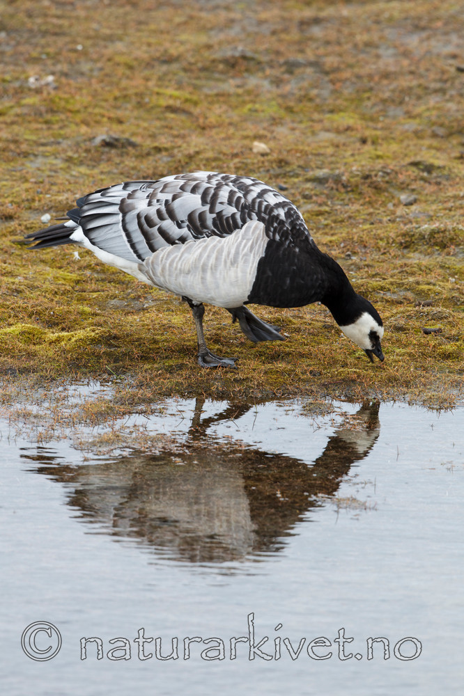 KA_130819_4205 / Branta leucopsis / Hvitkinngås